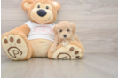 Adorable Malt Oodle Poodle Mix Puppy