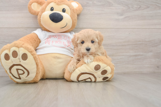 Adorable Malt Oodle Poodle Mix Puppy