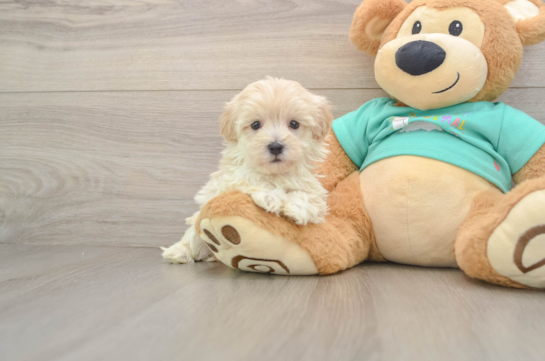 HADLEY, a Maltipoo littermate