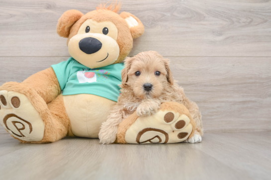 Hypoallergenic Malt a Poo Poodle Mix Puppy