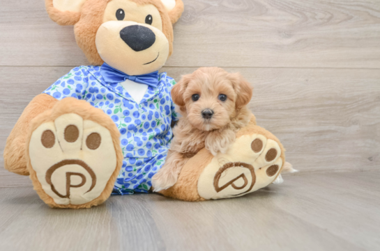 HALO, a Maltipoo littermate