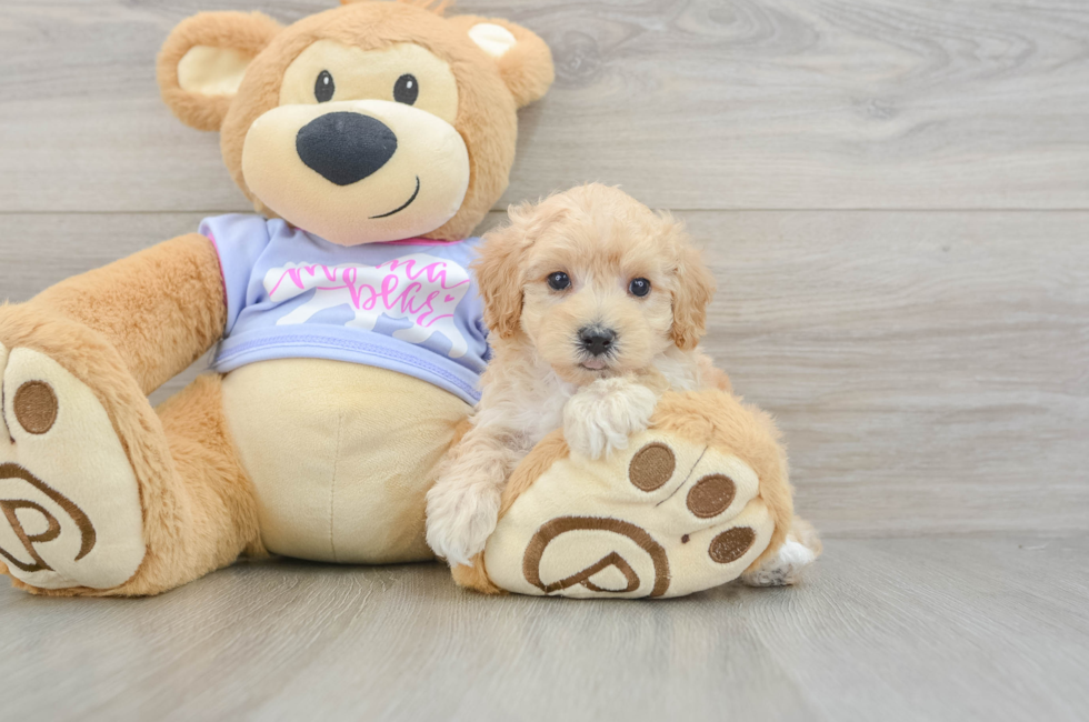 7 week old Maltipoo Puppy For Sale - Fairfield Furbabies