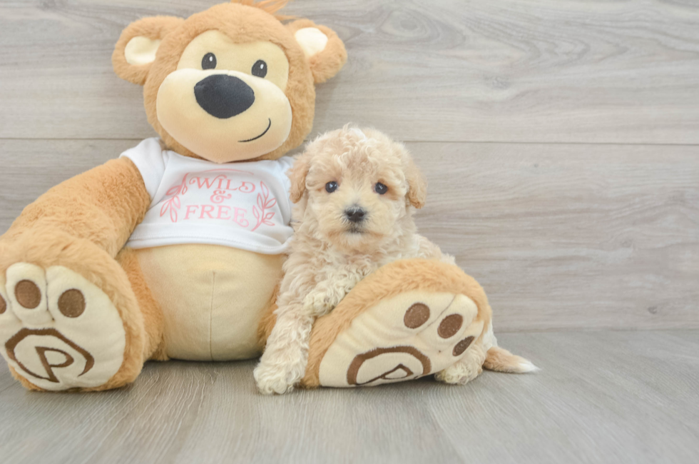 7 week old Maltipoo Puppy For Sale - Fairfield Furbabies