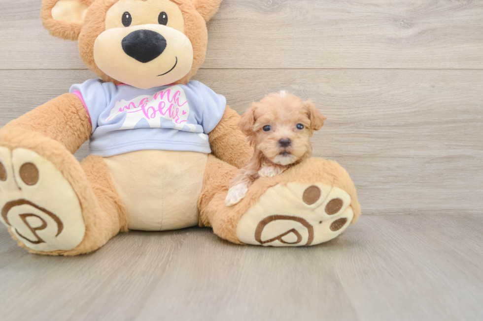 Hypoallergenic Moodle Poodle Mix Puppy