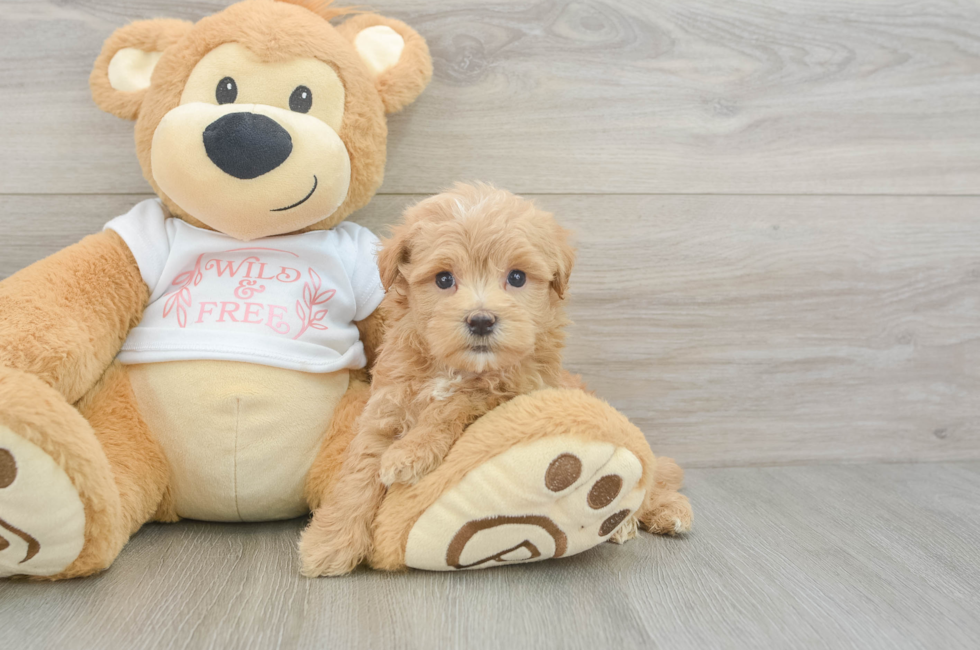 7 week old Maltipoo Puppy For Sale - Fairfield Furbabies