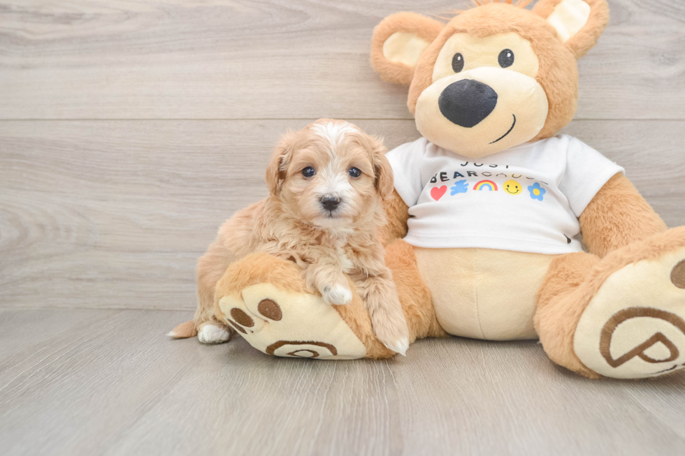 Maltipoo Puppy for Adoption