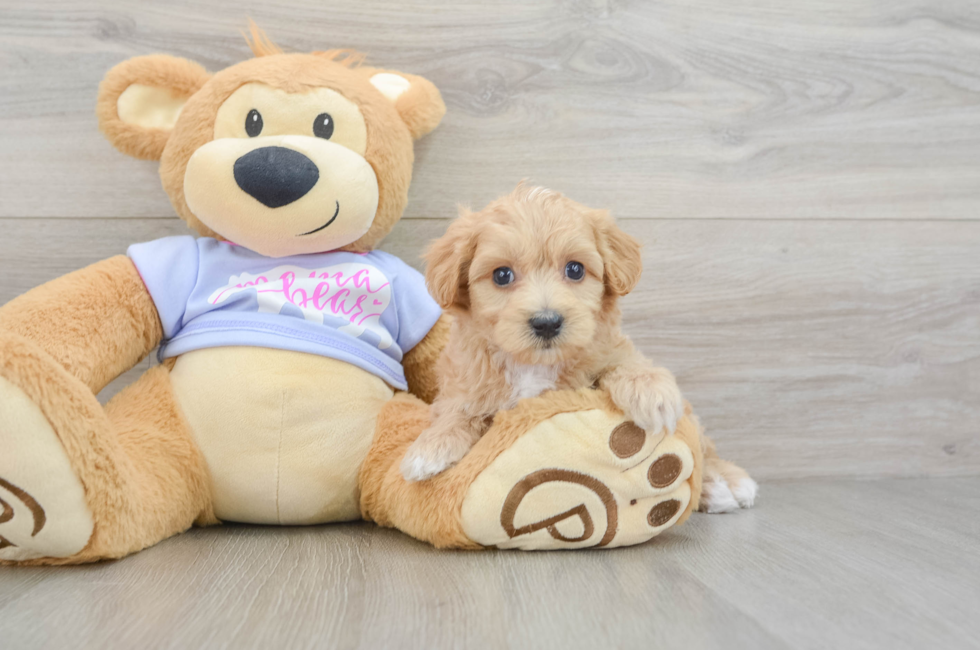 8 week old Maltipoo Puppy For Sale - Fairfield Furbabies