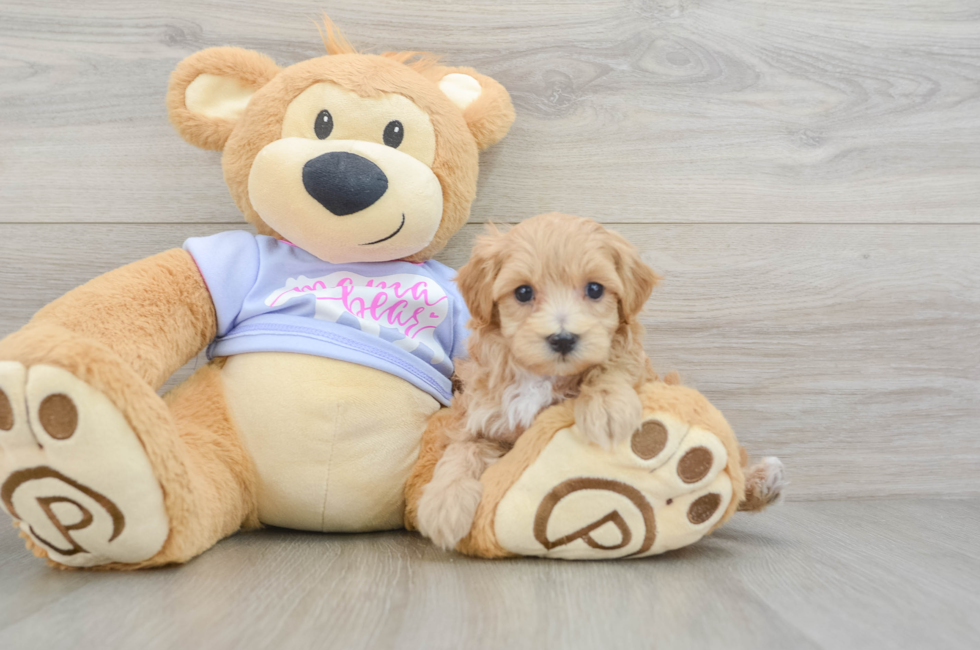 8 week old Maltipoo Puppy For Sale - Fairfield Furbabies