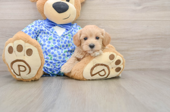 HARRIET, a Maltipoo littermate