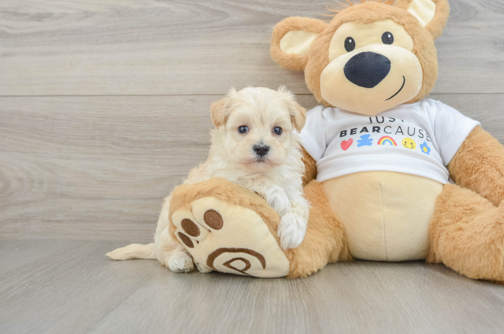 7 week old Maltipoo Puppy For Sale - Fairfield Furbabies