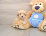 8 week old Maltipoo Puppy For Sale - Fairfield Furbabies