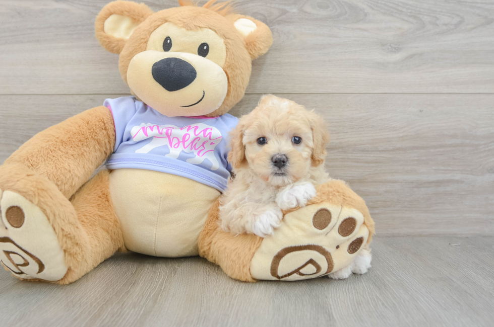 7 week old Maltipoo Puppy For Sale - Fairfield Furbabies