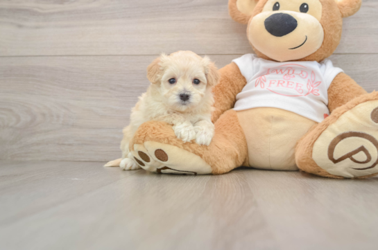 Fluffy Maltipoo Poodle Mix Pup