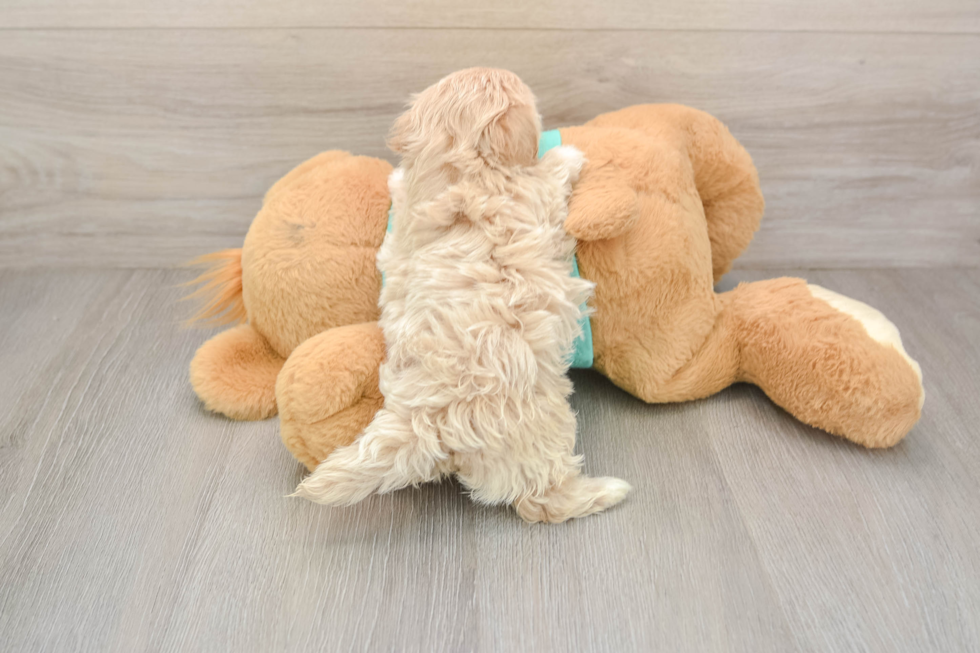 Best Maltipoo Baby