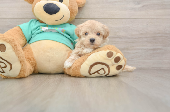HEARTLY, a Maltipoo littermate