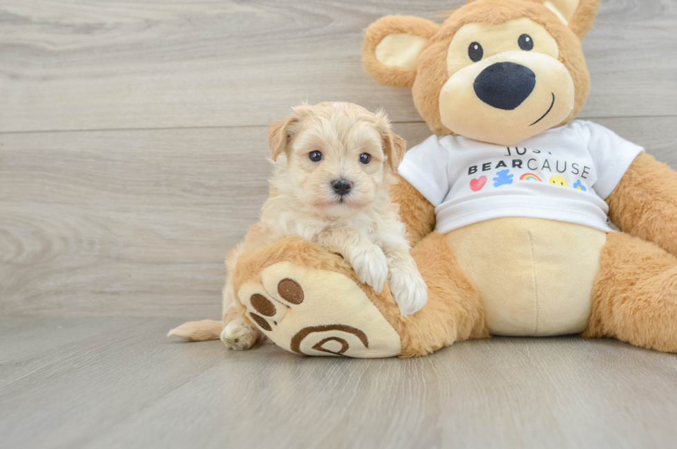 7 week old Maltipoo Puppy For Sale - Fairfield Furbabies