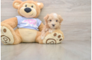 Sweet Maltipoo Baby