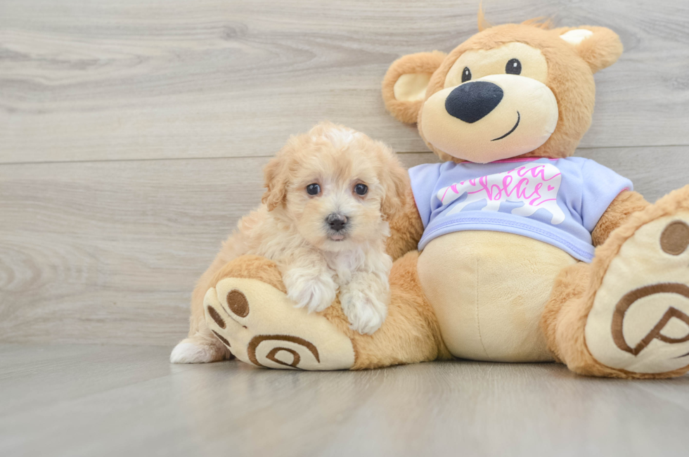 7 week old Maltipoo Puppy For Sale - Fairfield Furbabies
