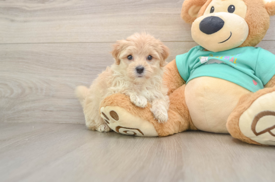HILLARY, a Maltipoo littermate