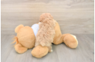Maltipoo Puppy for Adoption