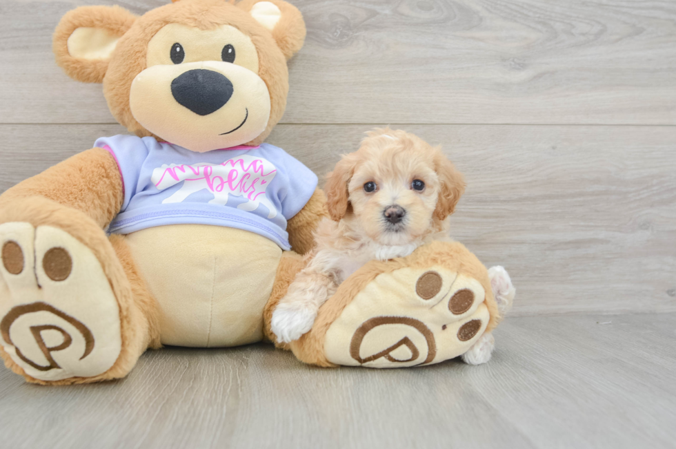 7 week old Maltipoo Puppy For Sale - Fairfield Furbabies