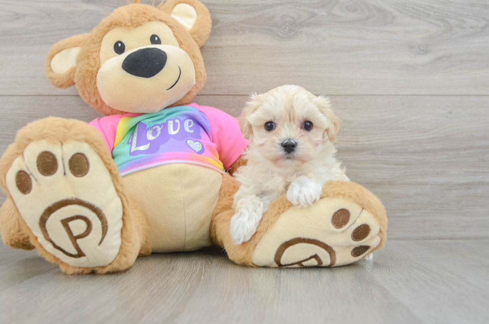 8 week old Maltipoo Puppy For Sale - Fairfield Furbabies