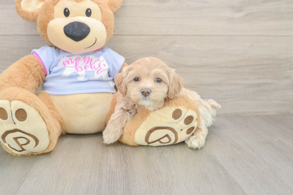 Best Maltipoo Baby