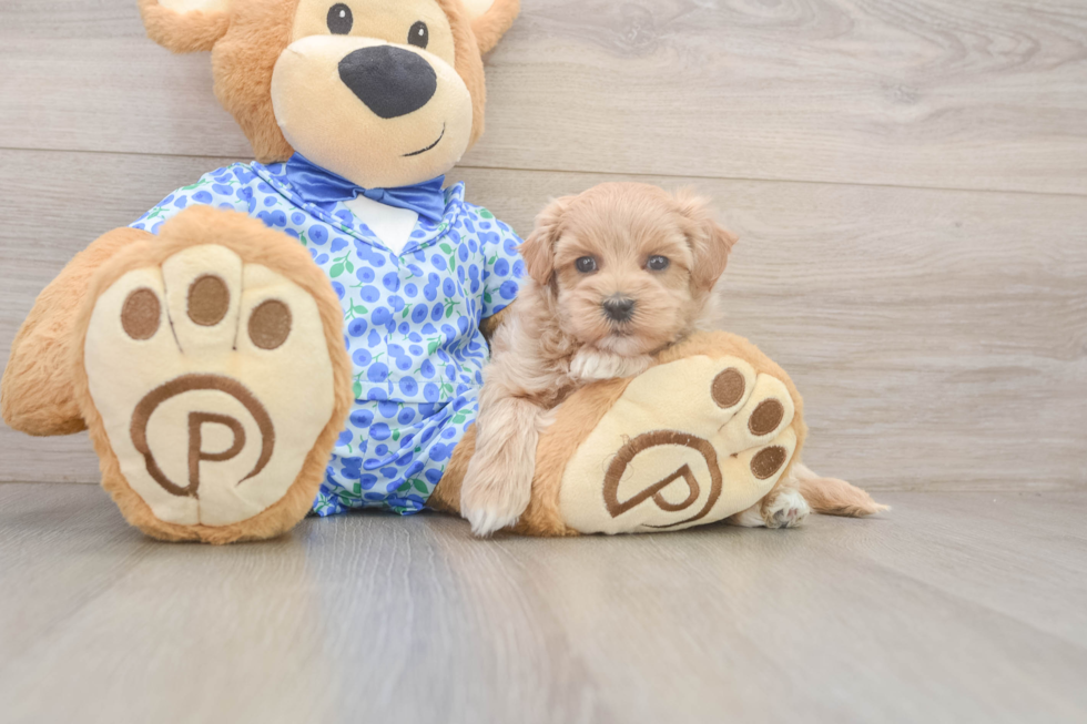 Funny Maltipoo Poodle Mix Pup