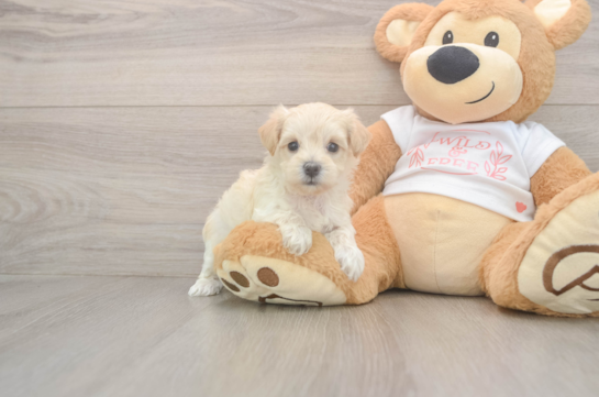 6 week old Maltipoo Puppy For Sale - Fairfield Furbabies Best Maltipoo Baby