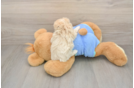 Maltipoo Puppy for Adoption