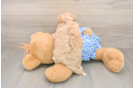Popular Maltipoo Poodle Mix Pup