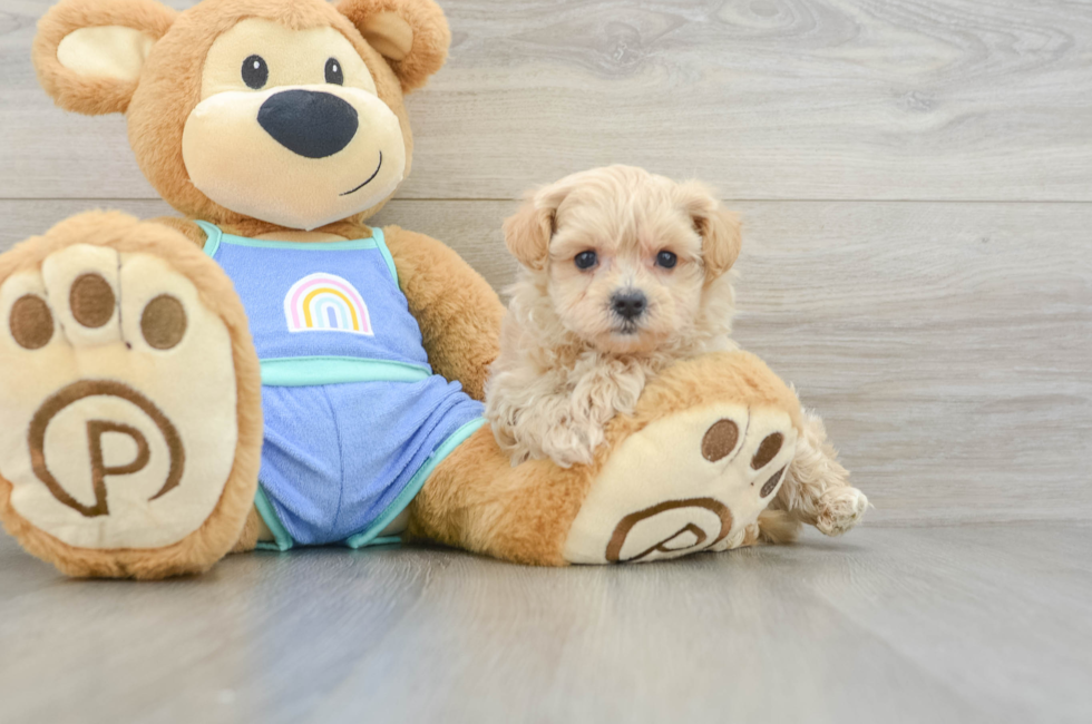 6 week old Maltipoo Puppy For Sale - Fairfield Furbabies