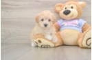 Energetic Multipoo Poodle Mix Puppy