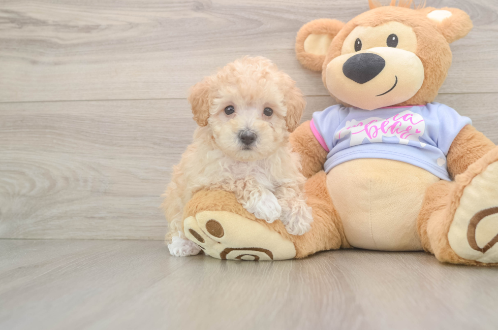 6 week old Maltipoo Puppy For Sale - Fairfield Furbabies