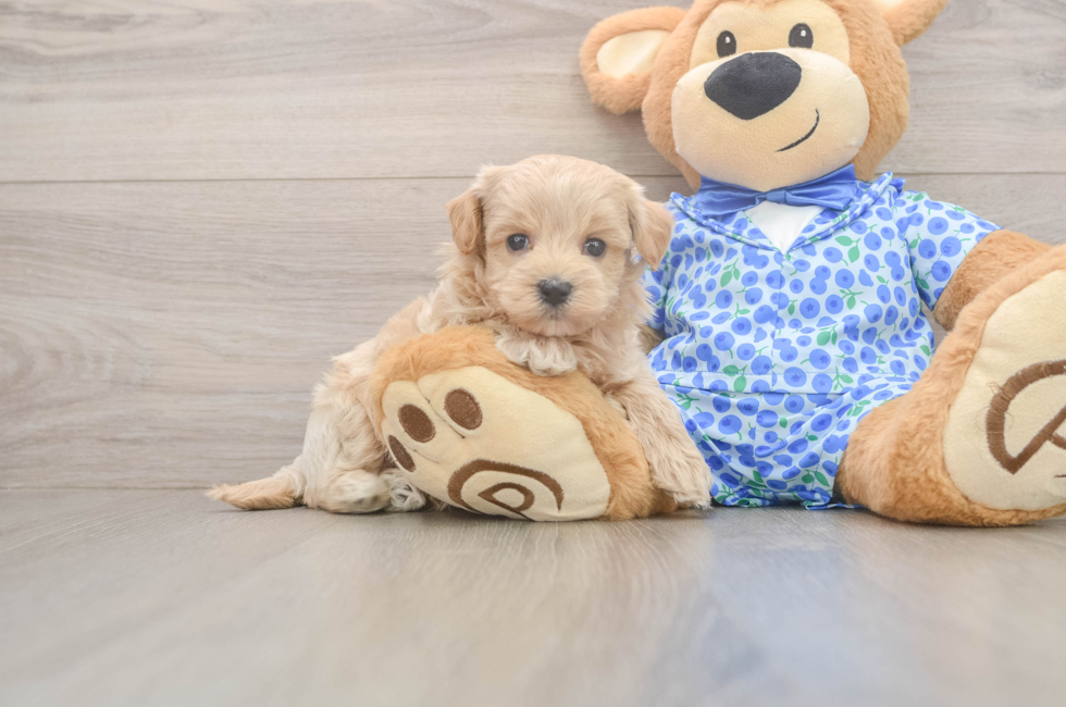 6 week old Maltipoo Puppy For Sale - Fairfield Furbabies