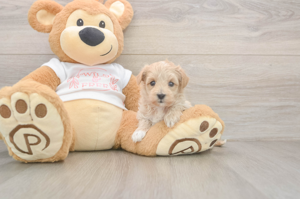 6 week old Maltipoo Puppy For Sale - Fairfield Furbabies