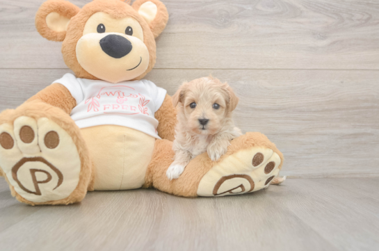 6 week old Maltipoo Puppy For Sale - Fairfield Furbabies Smart Maltipoo Poodle Mix Pup