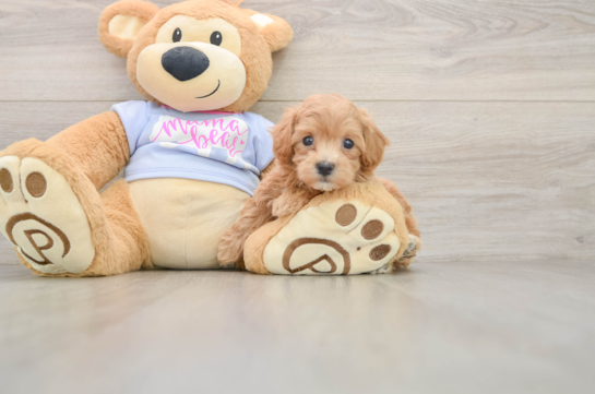 Adorable Malt Oodle Poodle Mix Puppy