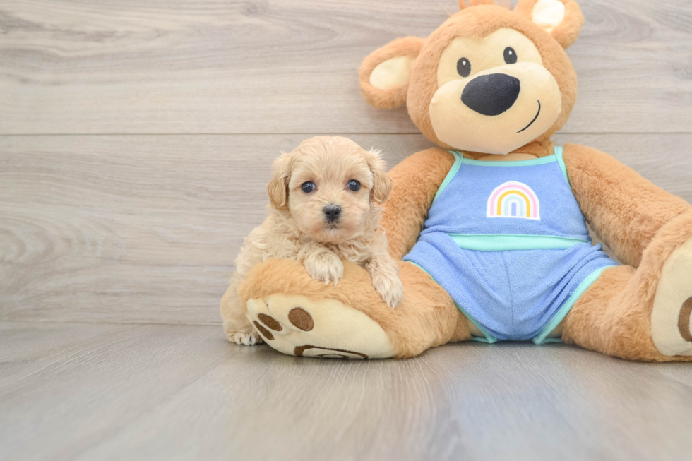 Best Maltipoo Baby