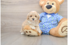 Playful Maltepoo Poodle Mix Puppy