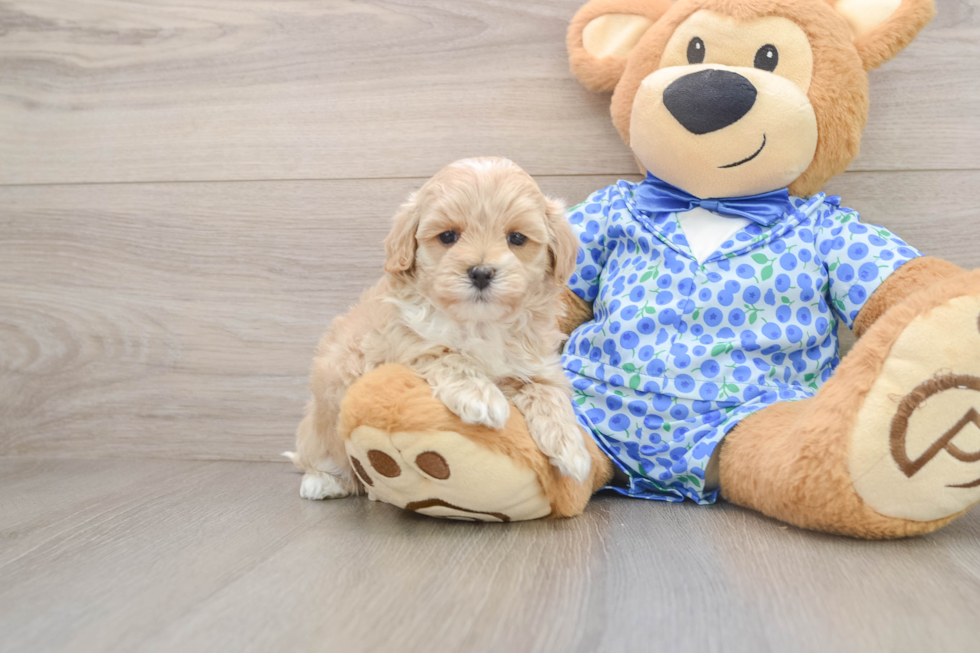 Playful Maltepoo Poodle Mix Puppy