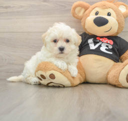 9 week old Maltipoo Puppy For Sale - Fairfield Furbabies