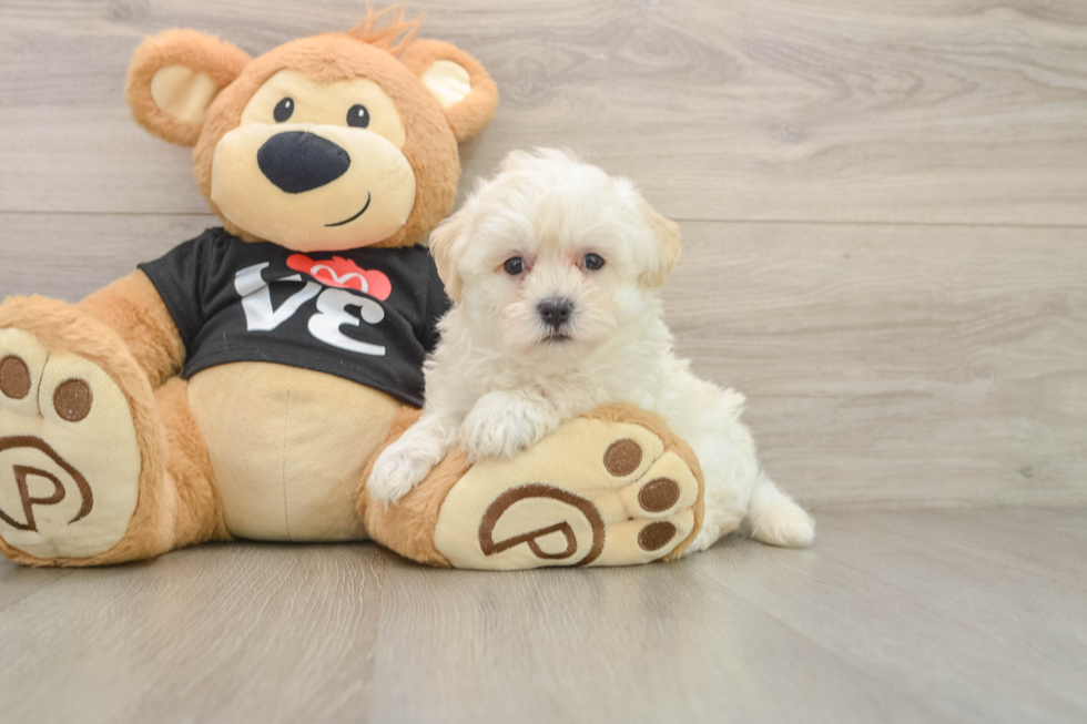Happy Maltipoo Baby