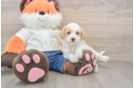Little Malt Oodle Poodle Mix Puppy