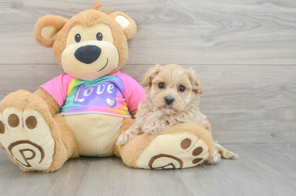 8 week old Maltipoo Puppy For Sale - Fairfield Furbabies