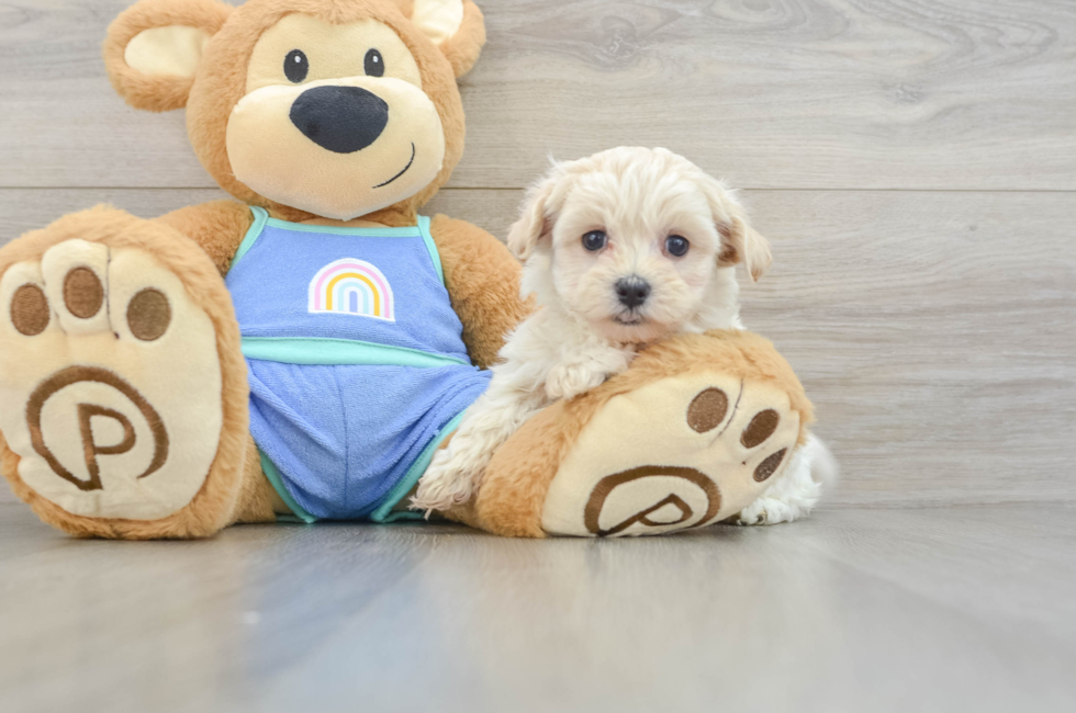 6 week old Maltipoo Puppy For Sale - Fairfield Furbabies