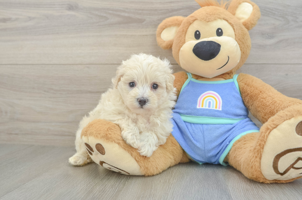 6 week old Maltipoo Puppy For Sale - Fairfield Furbabies