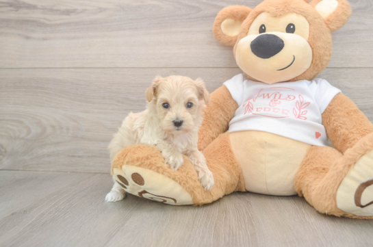 6 week old Maltipoo Puppy For Sale - Fairfield Furbabies Best Maltipoo Baby