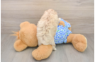 Best Maltipoo Baby