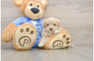 Maltipoo Puppy for Adoption